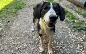 Tash sucht ein freies Körbchen