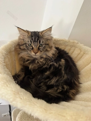 Liebevollen Maine-Coon-Kitten