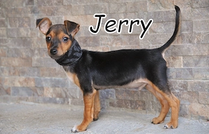 Wer schenkt, Jerry, diesem kleinen Herzensbrecher die Chance auf ein glückliches Hundeleben?