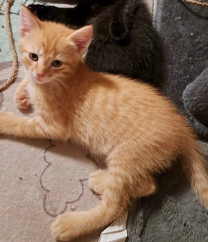     Junges Maine-Coon-Mix Kätzchen sucht liebevolle Familie.