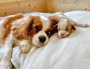 Cavalier King Charles WELPEN - Blenheim