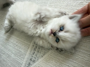 BKH Kitten!!!