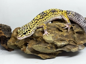 Leopardgecko Mädels 
