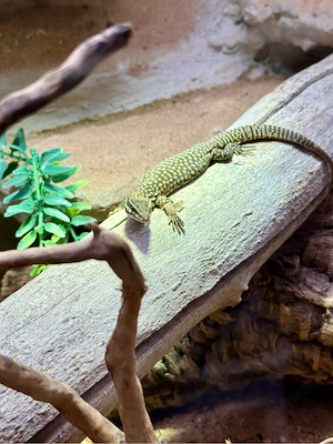 Varanus Acanthurus 11 25