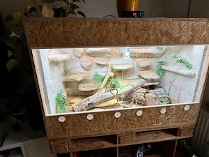 Varanus Acanthurus 11 25