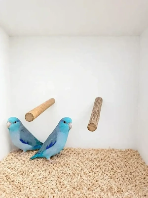 Blaugenick-sperlingspapageien 