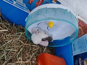 Hamsterbabys 