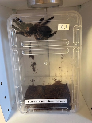Caribena versicolor und Ybyrapora diversipes - Je ein Weibchen