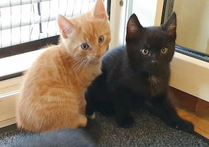 Katzenbabys suchen neues Zuhause
