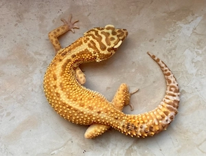 Giant Tangerine Tremper het. EC Leopardgecko Weibchen