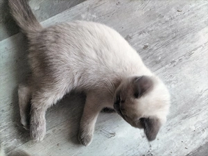 BKH Kitten männlich 