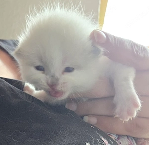 Katzenbaby's