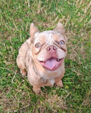 Traum Hündin Französische Bulldogge 