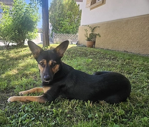 Kira,  1 Jahr, lieb, verspielt, verschmust