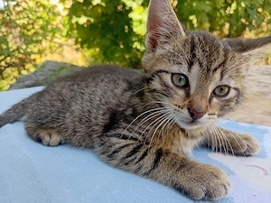 EKH Mietze (Milly)     