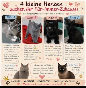 BKH, Siam Kätzchen suchen liebevolle Familie 