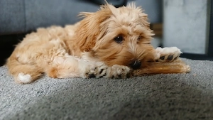 Cavapoo Havanser Mix Bild 5