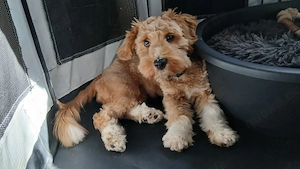 Cavapoo Havanser Mix Bild 4