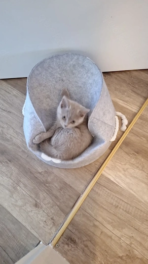 BKH Kitten 3 Monate alt mit allem Zubehör