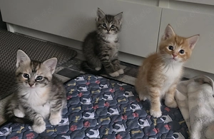 MAINE-COON MIX KITTEN- 3 Herzensbrecher suchen ein Zuhause
