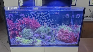 Red Sea Salzwasseraquarium