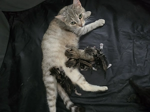 Katzenbabys babykatzen