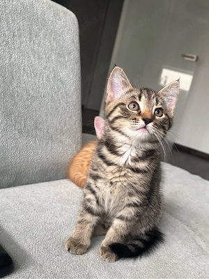 baby kätzchen 