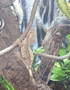Kronengeckos mit Terrarium Technik Zubehör 