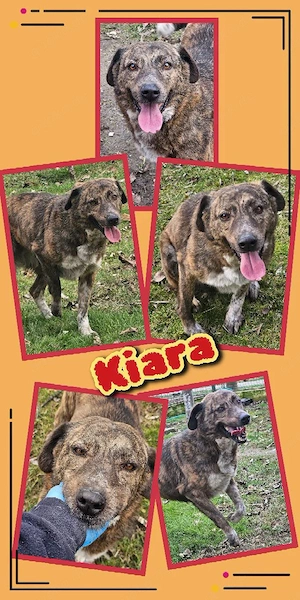 bildhübsche, menschenbezogene, liebe Hündin "Kiara" sucht dringend ein Zuhause