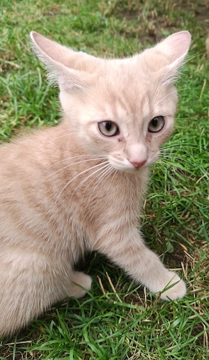 Zauberhafte BKH-Mix Kitten in seltenen Farben ( Hellcreme, Hellblau) Schildpatt, Rot und Rotweiß