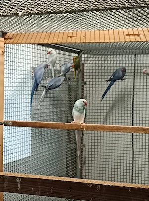 Vögel  Sittich   Halsbandsittich 