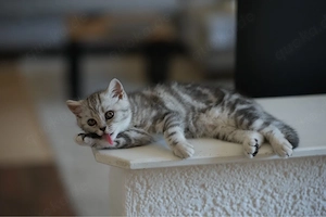 BKH Britisch Kurzhaar tabby kitten