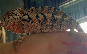 Weiblich Panther Chamäleon (furzifer pardalis- ambilobe)