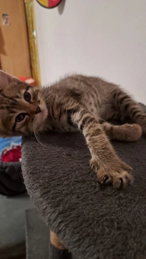 Maine-Coon-Mix Kitten   Junge sucht liebevolles Zuhause