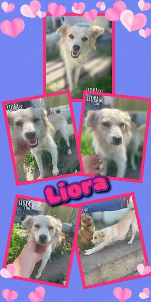 sanfte, zarte, liebe, junge, wunderschöne Hündin "Liora" sucht ein liebevolles Zuhause