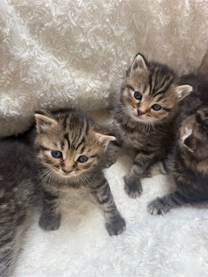 Kitten BKH Mix 