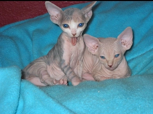   Wunderschöne Sphynx-Katze sucht ein liebevolles Zuhause   