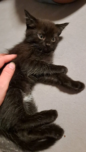 Maine-Coon-Mix Kitten   Mädchen sucht liebevolles Zuhause