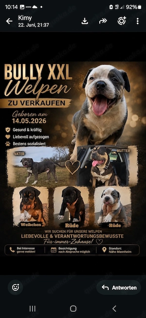 Bully welpen zu verkaufen 