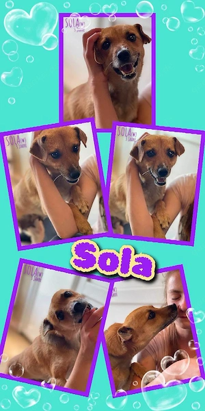 Sonnenschein Hündin "Sola" (menschenbezogen, lieb, offen, freundlich uvm.) sucht ein Zuhause