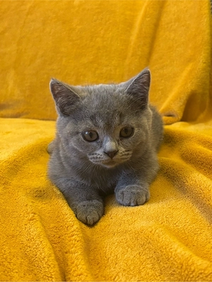 BKH Kitten