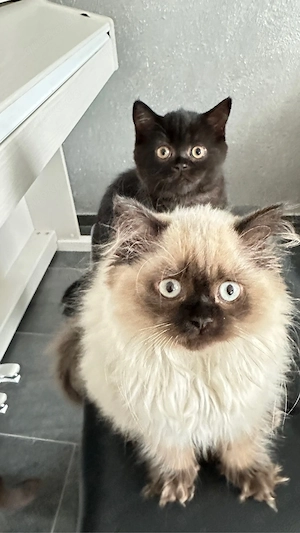 BKH , BLH Kitten ab sofort