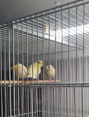 Kanarienvogel 