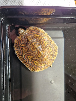Prachterdschildkröte 