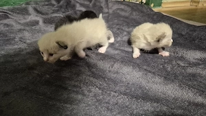 Siam kitten mix katzen 