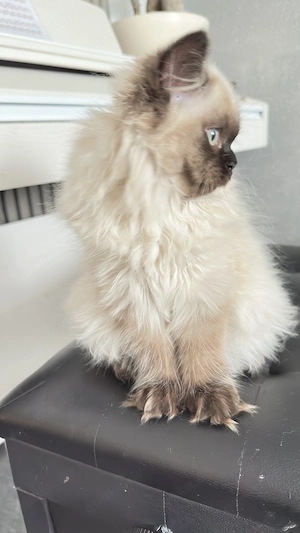 BKH,BLH Kitten ab sofort abzugeben( Preis nach Vereinbarung)