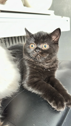 BKH,BLH Kitten ab sofort abzugeben( Preis nach Vereinbarung)