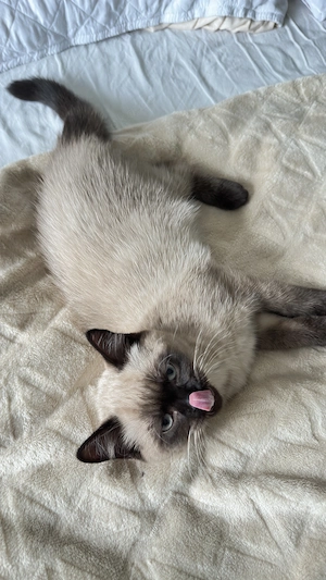 BKH,BLH Kitten ab sofort abzugeben( Preis nach Vereinbarung)
