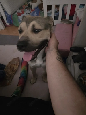 Kingston American Bully-Mix