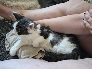 Kitten weiblich Maine Coon Mischling